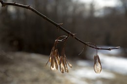 Frühlingsthema / ***