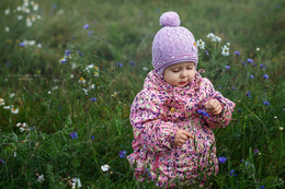 Kornblume / ***