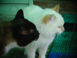 Katzen / ***