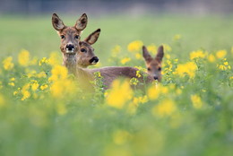 Ortung / Gegen diese "Rundum-Peilung" ist man natürlich früher oder später machtlos:)
