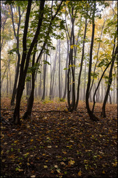in den herbstlichen Wald / ***