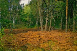 Golden Carpet / ***