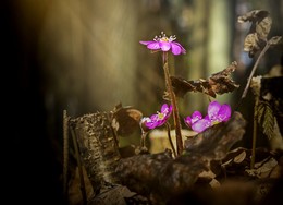 Frühling kam / ***
