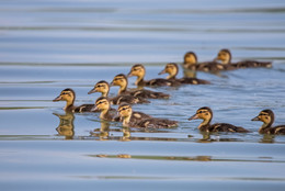 Flottille / ***
