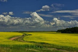 Rapsfeld / ***
