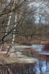 Frühling / ***