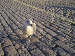 Birdie / Birdie, Helsinki, Finland.
Rare, completely random picture!