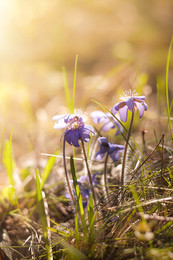 Frühlingsblumen / Hepatica nobilis