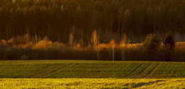 Frühling / ------
