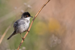  / Sardinian Warbler