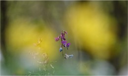 Auf dem Waldboden / Es blüht im Moment überall so schön