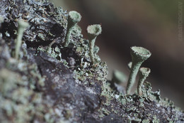 ein anderer Planet / ***