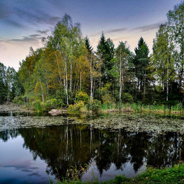 Birchwood / berezovaya roshcha