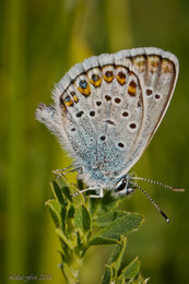 Kupfer-Schmetterling / ***