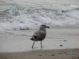 Einsamer Vogel / ***