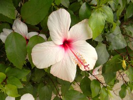 Hibiskus / ***