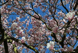 Der Frühling kommt / ----