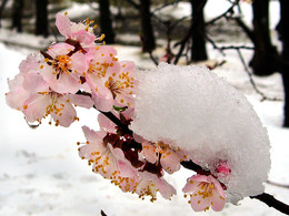 Der Frühling kommt / ***