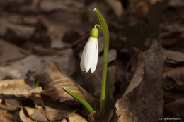 Der Frühling kommt / ***