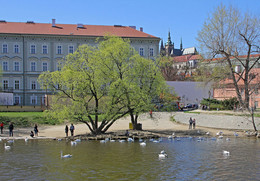 Der Frühling kommt / ***
