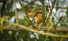 Backenhörnchen / ***