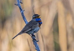 Blaukehlchen / ***