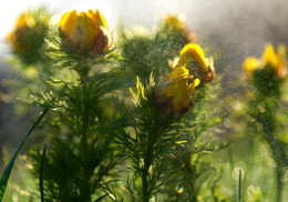 Sonnenwind / ***