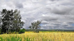 Sommerlandschaft / ***