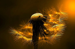 | DANDELION | / Macrophotography in the backlight of the sun of a dandelion.
