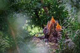 Hungrige Schnäbel / Vogelnest in der Eibe an unserer Terasse