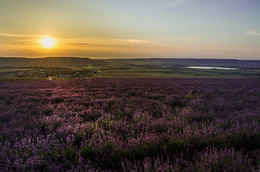 Lavendel Sonnenuntergang / ***