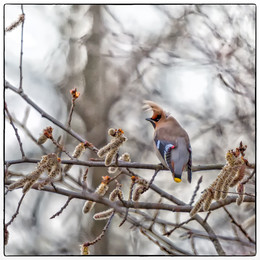  / Bombycilla garrulus (Linnaeus, 1758)