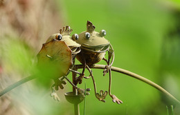 Froschkonzert im Garten / Kleinkunst im Blumenbeet