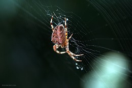 Spyda / Macro shoot with Canon 350D + Tamron 28-300