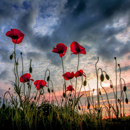 | EVENING LIGHT | / Poppy