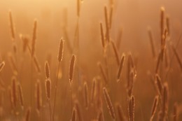 Wiese im Gegenlicht / Ähren während des Sonnenuntergangs