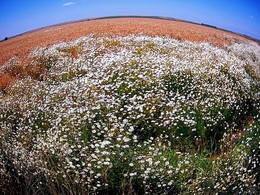 Wild Flower Field of Dreams / ***
