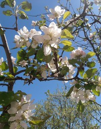Apple- / ...
