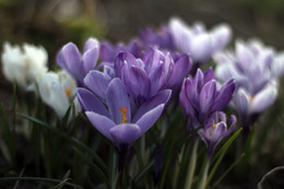 Krokusse / ***