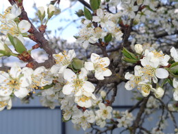 Plum Zaun / ***