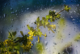 Blinde regen / ***