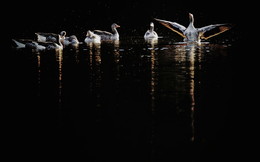 Symphonie / Graugänse am Abend.