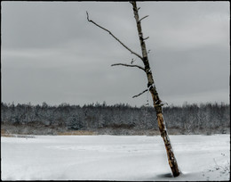 Birke / ***