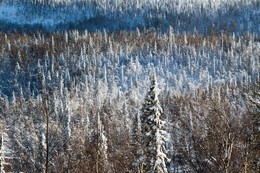 Winterwald / ***