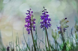 Orchideen im Naturschutzgebiet Dörnberg / Hoher Dörnberg , Naturschutzgebiet Nähe Kassel, sehr viel wilde Orchideen zu finden, Knabenkraut