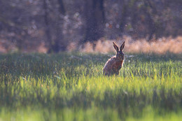 R(H)asensprenger / Ein Hase bei der Morgendusche im Moor.