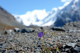 Und auf dem Stein wachsen die Blumen ... / ***