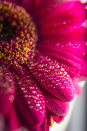 Wet Flower / Ein weiteres Projekt aus dem Heimstudio. Nahlinse, Wasserspritzer und bereit ist die Komposition.