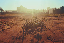 Pure Morning / ***