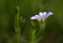 Frühling ... / ---